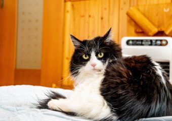 ケノンヒーターとオイルヒーターの違いは?メリットデメリットと注意点を解説